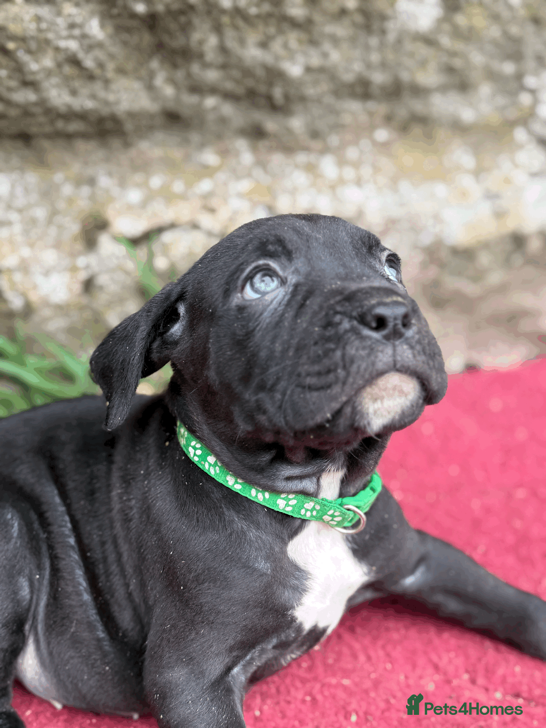 Cane Corso dogs for sale: 9 Beautiful Cane Corso Puppies for sale  - Image 14