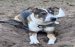 Mixed Breed dogs for adoption: Meet DAVE - a Lovely young boy, for a Loving Home - Image 12