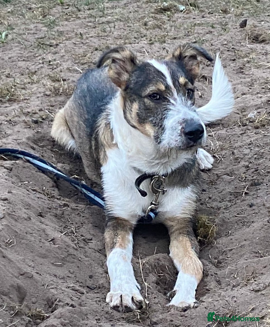 Mixed Breed dogs for adoption: Meet DAVE - a Lovely young boy, for a Loving Home - Image 12