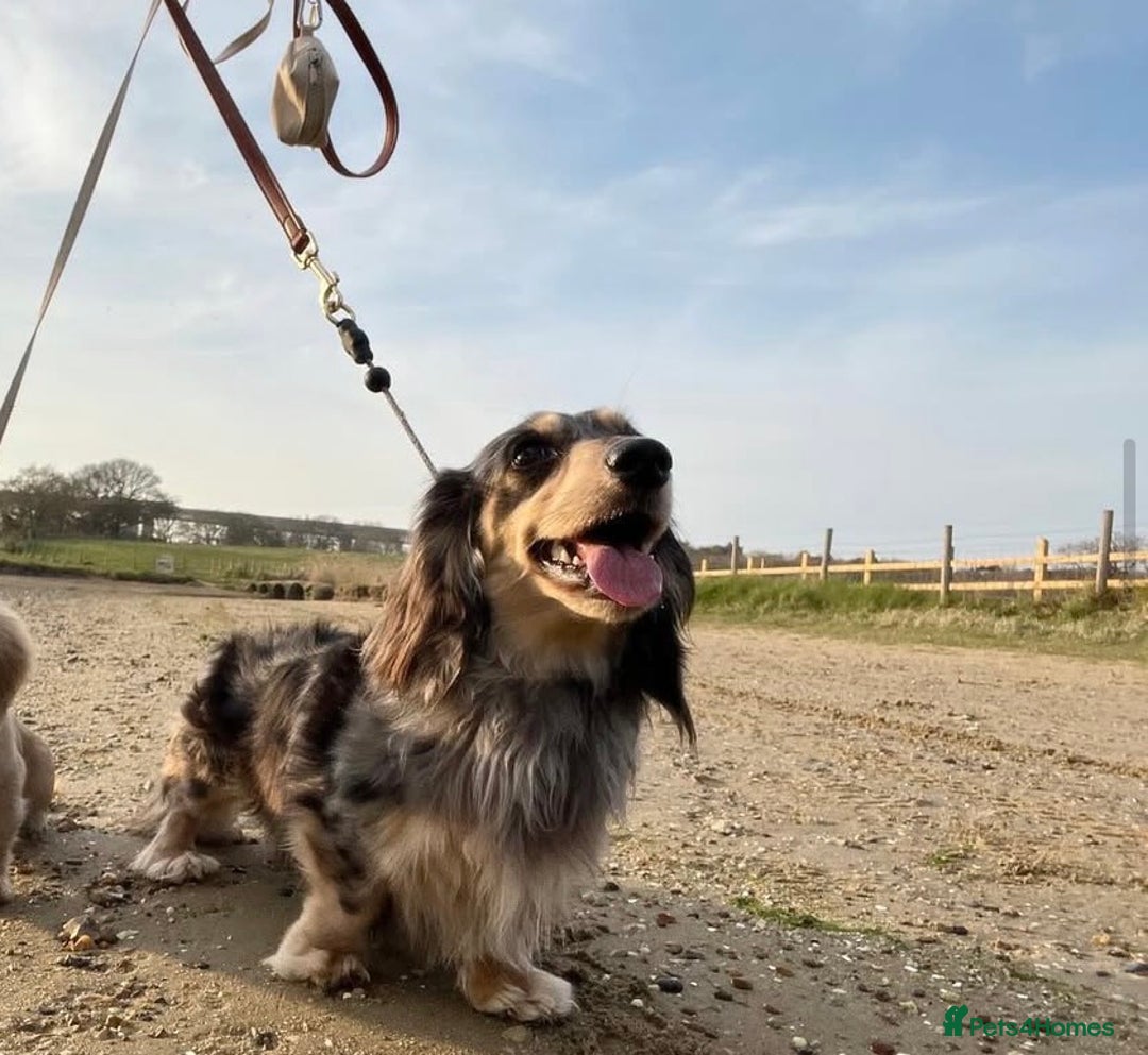 Miniature Dachshund dogs for sale: Long hair dachshund  - Advert 5