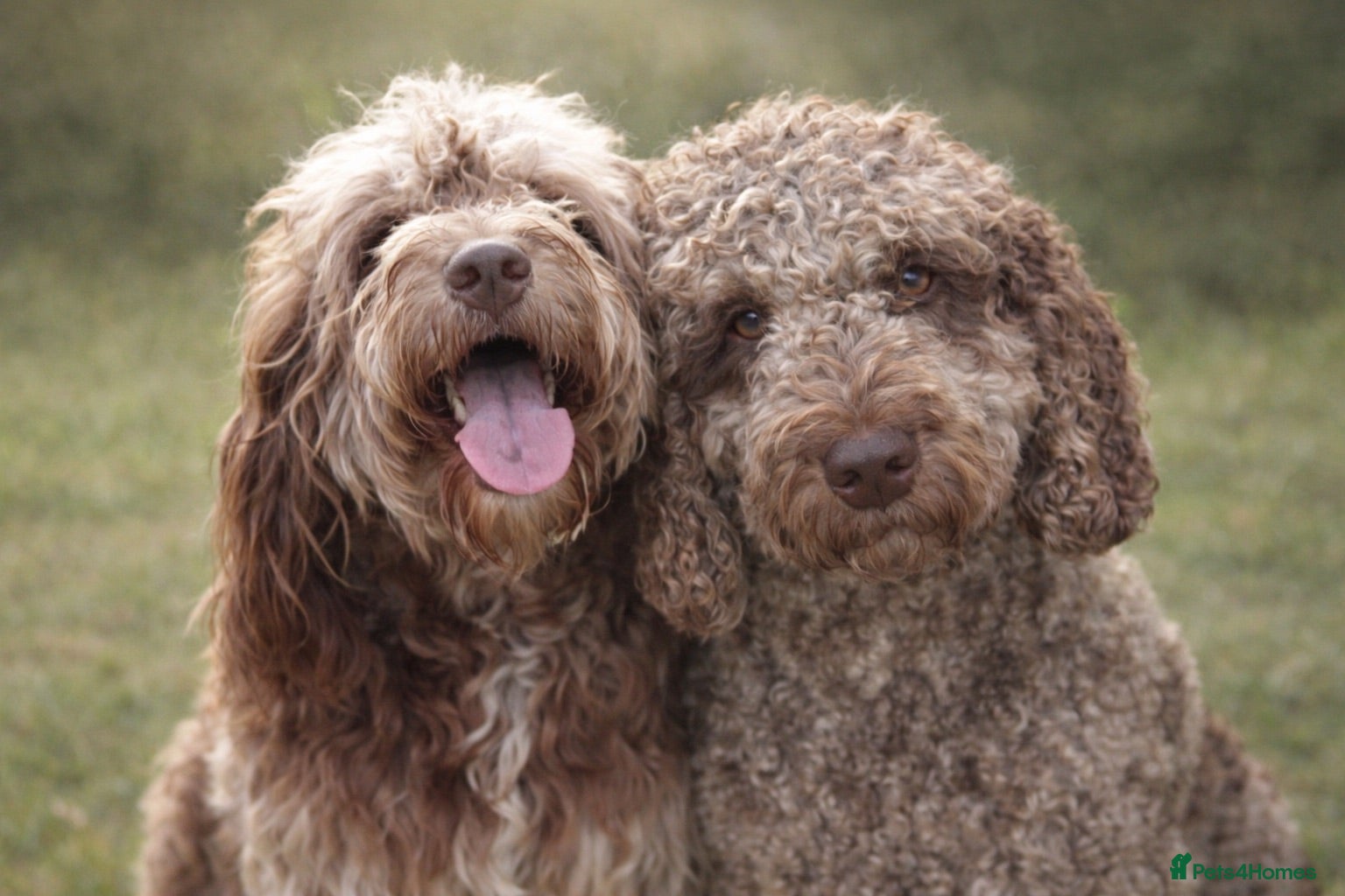 Australian Labradoodle dogs 🌈 Waiting List Open RAINBOW litter due mid August - Advert 14
