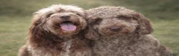 Australian Labradoodle dogs for sale: 🌈 Waiting List Open RAINBOW litter due mid August - Advert 1
