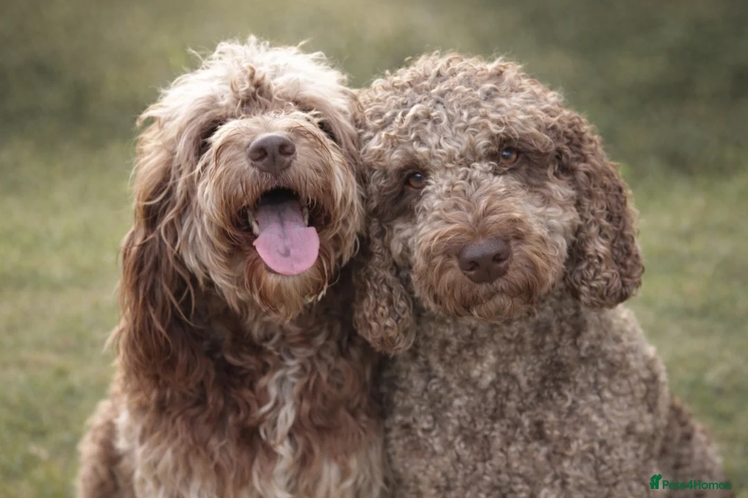 Australian Labradoodle dogs for sale: 🌈 Waiting List Open RAINBOW litter due mid August - Advert 1