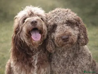Australian Labradoodle dogs 🌈 Waiting List Open RAINBOW litter due mid August - Advert 6