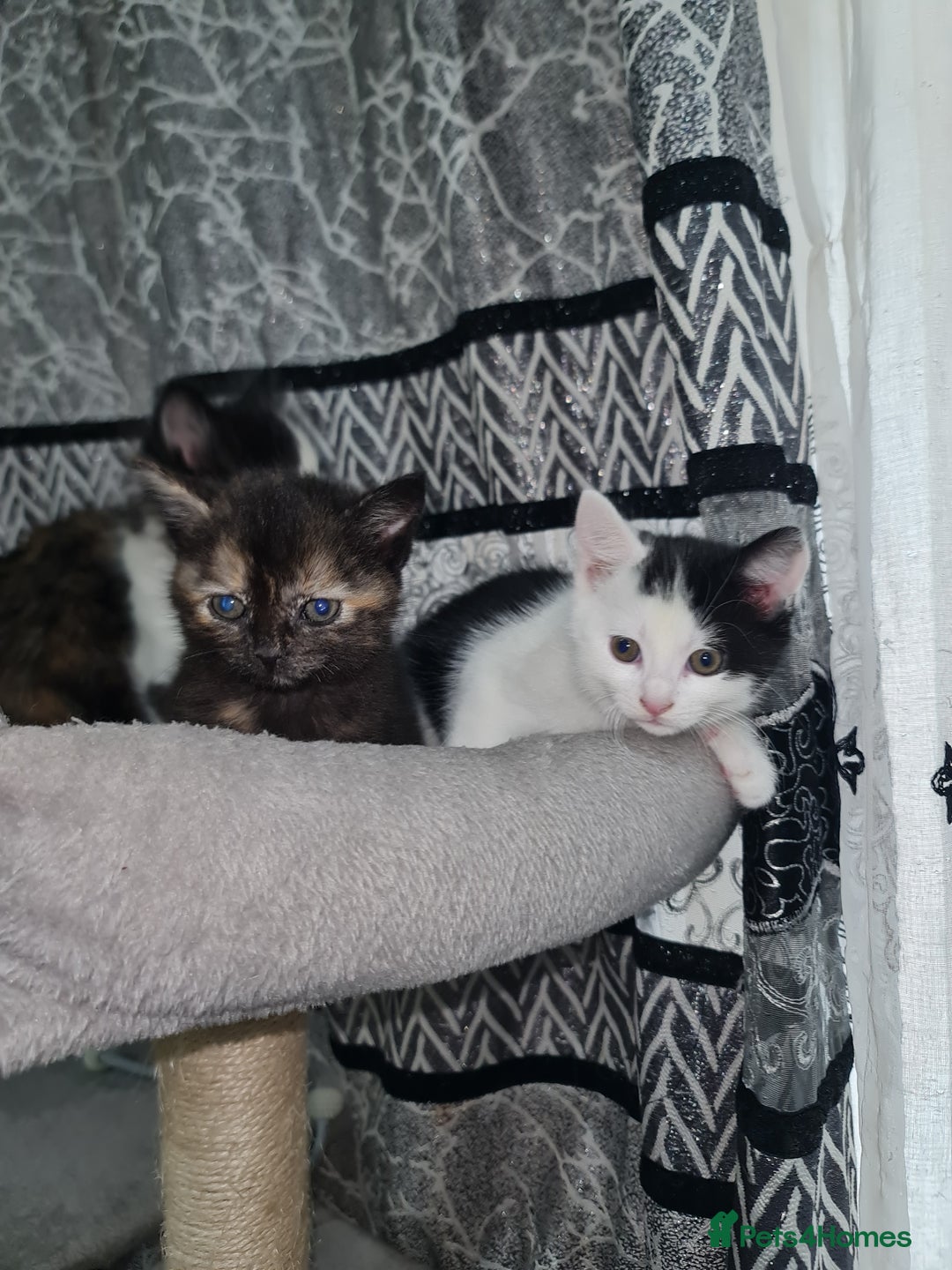 Mixed Breed cats for sale: 2 male kittens black&white - Advert 7