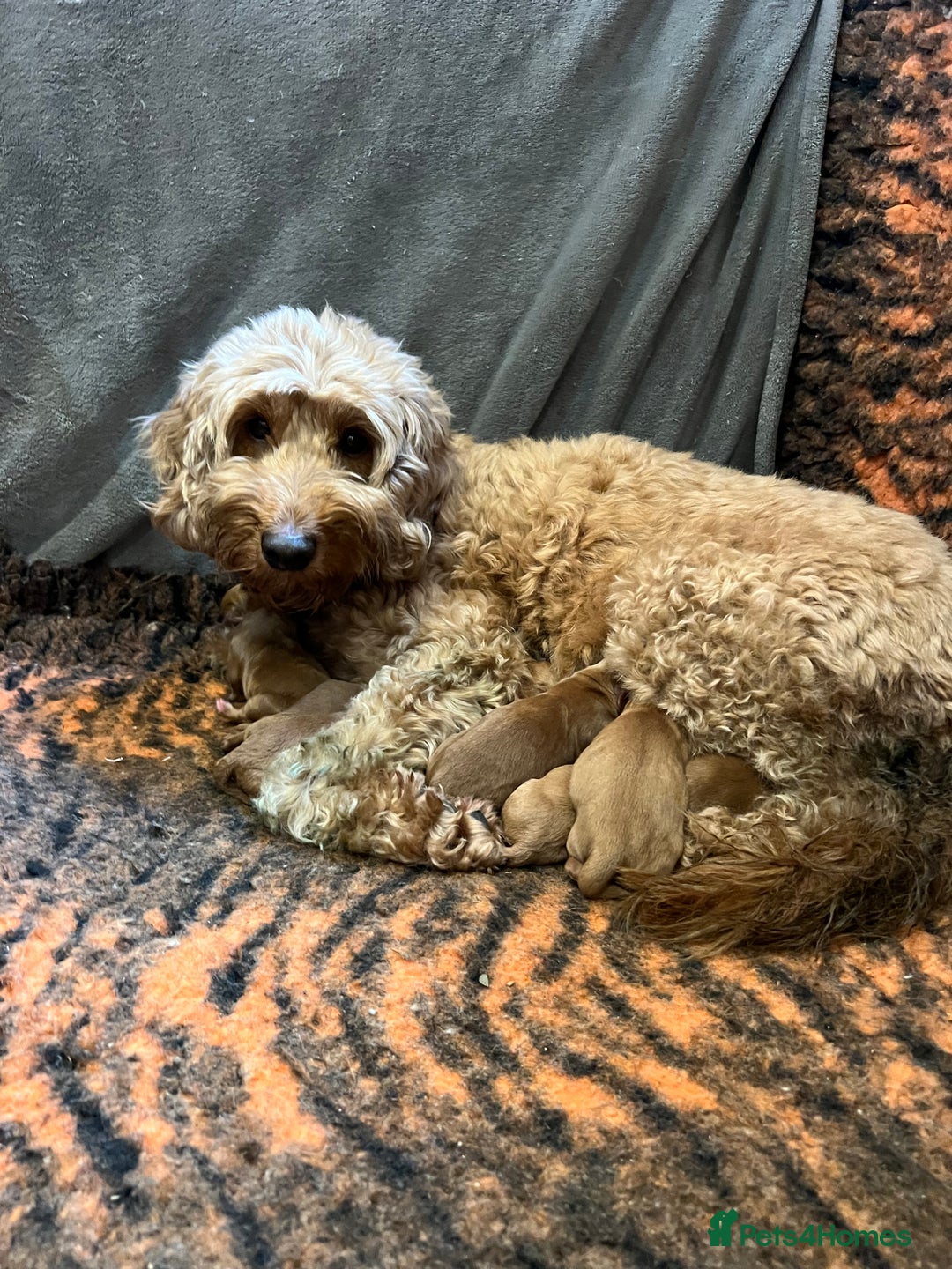 Double Doodle dogs for sale: Miniature GOLDENDOODLE puppies - Image 28