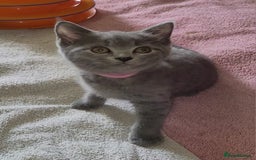 British Shorthair cats for sale: British Blue shorthair kittens £400 - Image 6