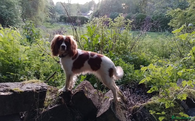 Cavalier King Charles Spaniel dogs - Advert 1
