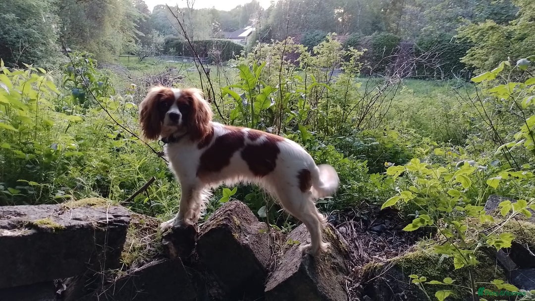 Cavalier King Charles Spaniel dogs for sale: Outstanding Cavalier King Charles Puppies  - Image 1