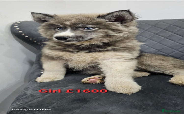 Siberian Husky dogs Wooly Siberian Huskies - fully vaccinated  - Advert 7