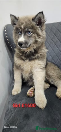 Siberian Husky dogs Wooly Siberian Huskies - fully vaccinated - Advert 7