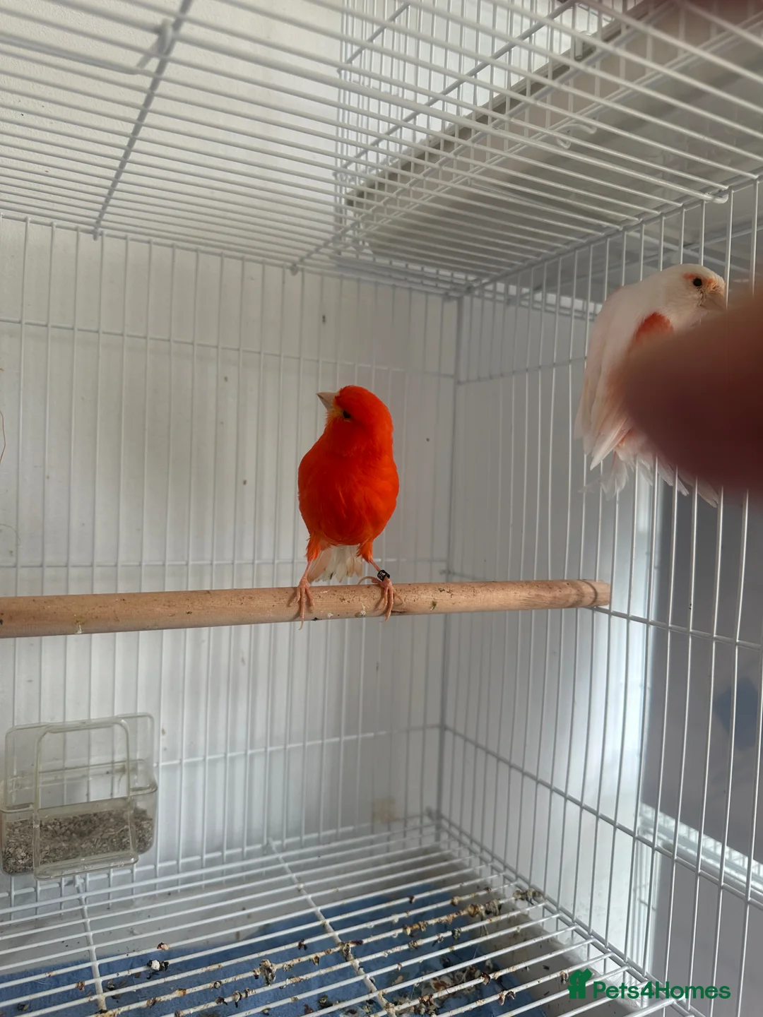 Canaries birds for sale: Female red factor for swap in Ashby-de-la-Zouch - Advert 1