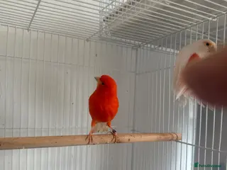 Canaries birds Female red factor for swap - Advert 1