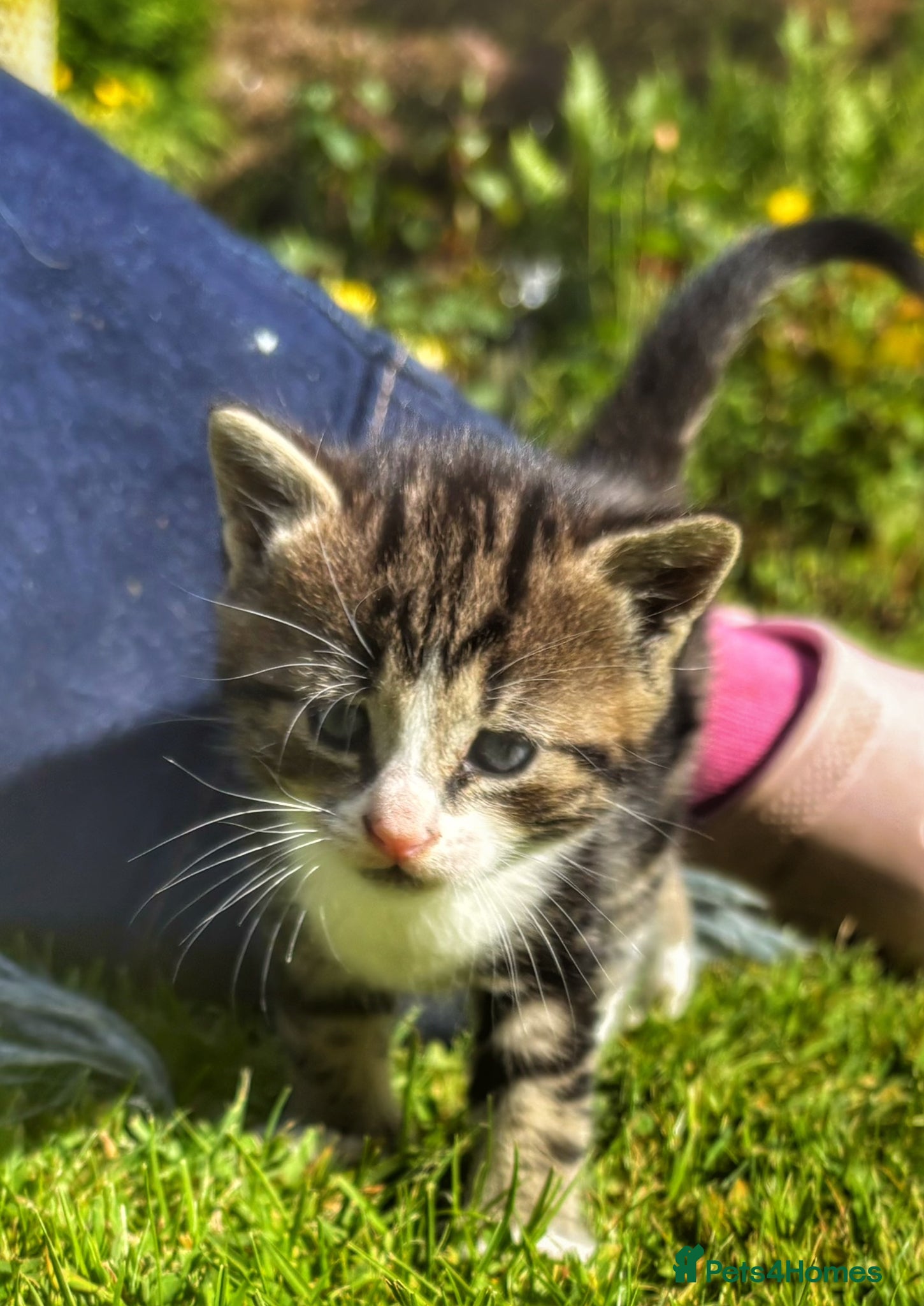 Mixed Breed cats Gorgeous Maggie Kittens - Advert 3