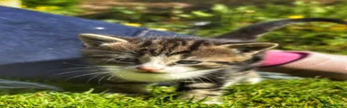 Kitten 1