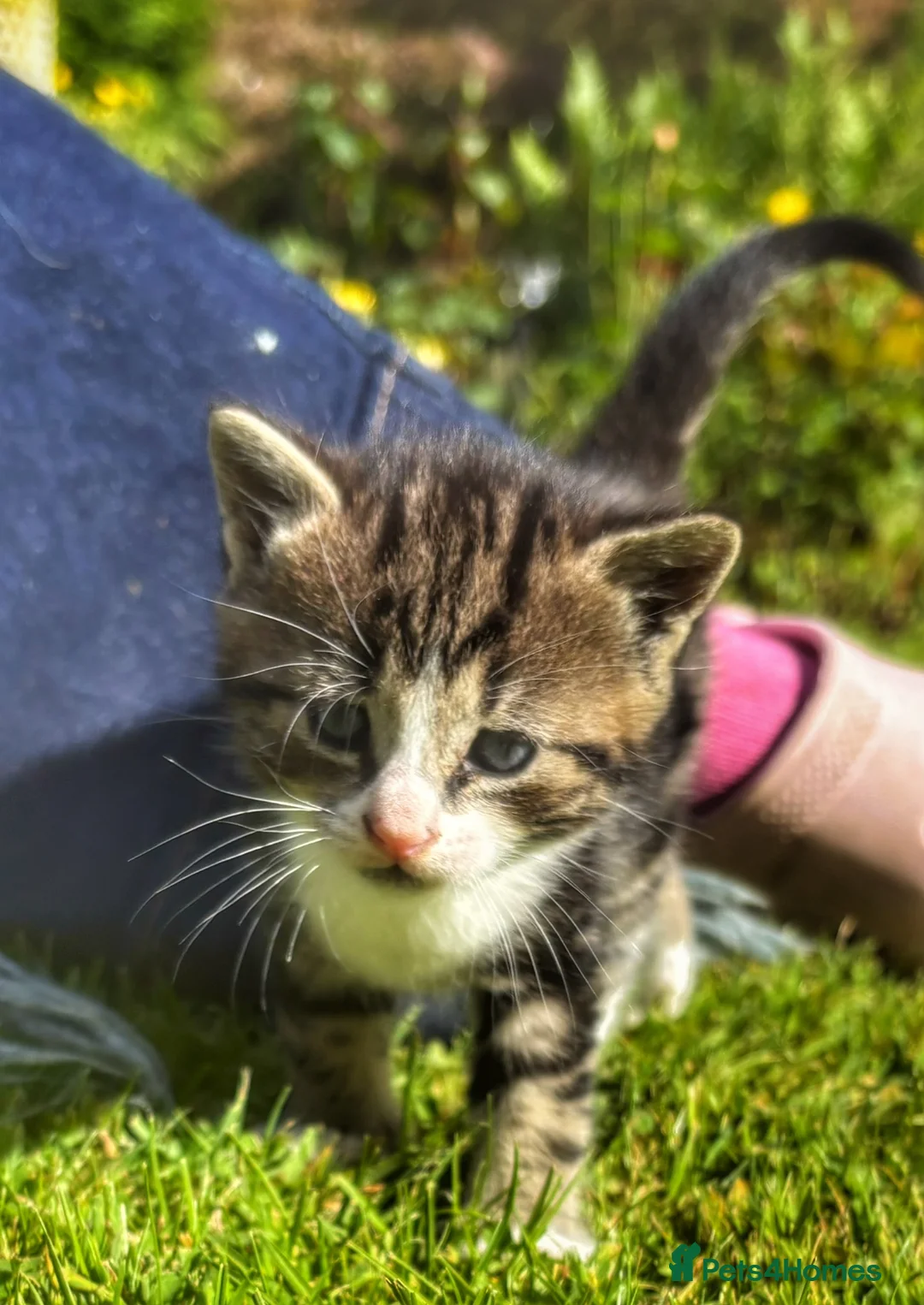 Mixed Breed cats for sale: Gorgeous Moggie Kittens - Advert 1