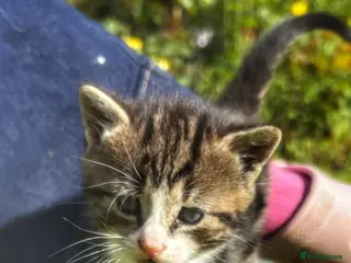 Mixed Breed cats Gorgeous Moggie Kittens - Advert 6