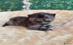 Exotic cats for sale: ⭐️ Exotic kittens 1 male 2 female ⭐️ - Image 11