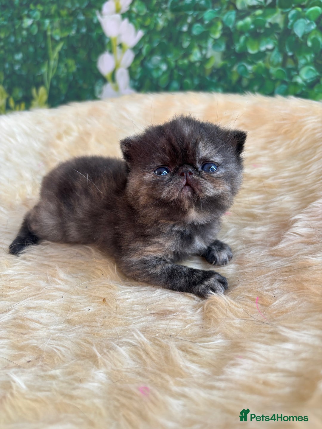 Exotic cats for sale: ⭐️ Exotic kittens 1 male 2 female ⭐️ - Image 11