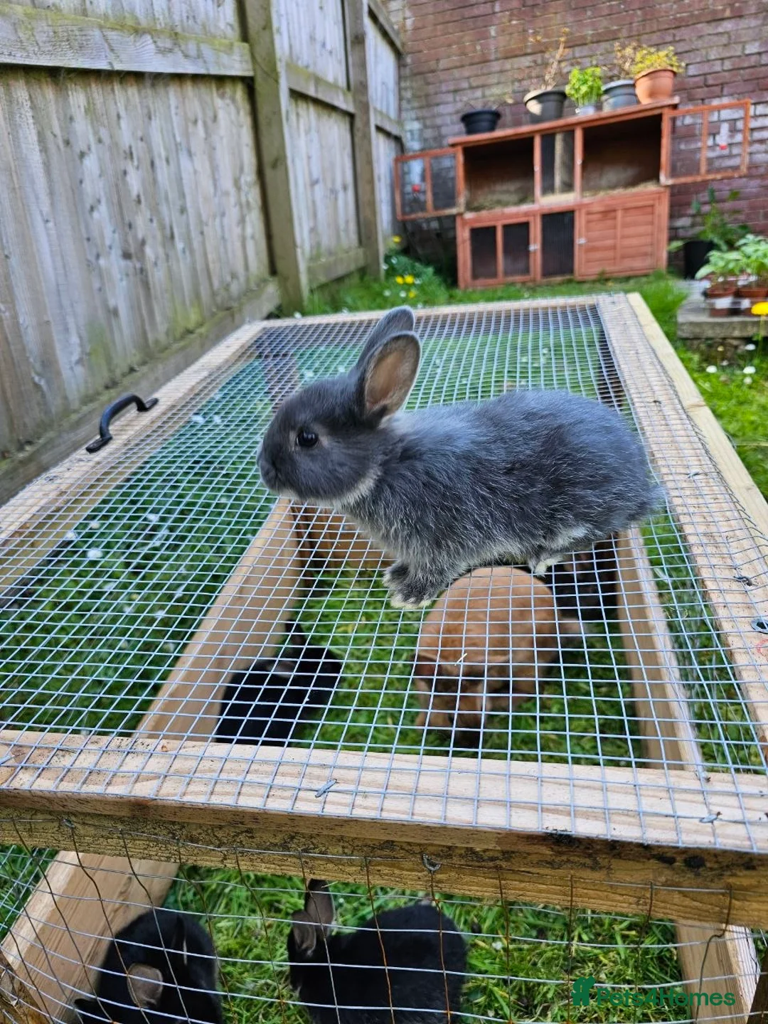 Mixed Breed rabbits for sale: Wonderful bunnies. in Deeside - Advert 1