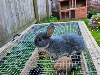 Mixed Breed rabbits Wonderful bunnies. - Advert 7