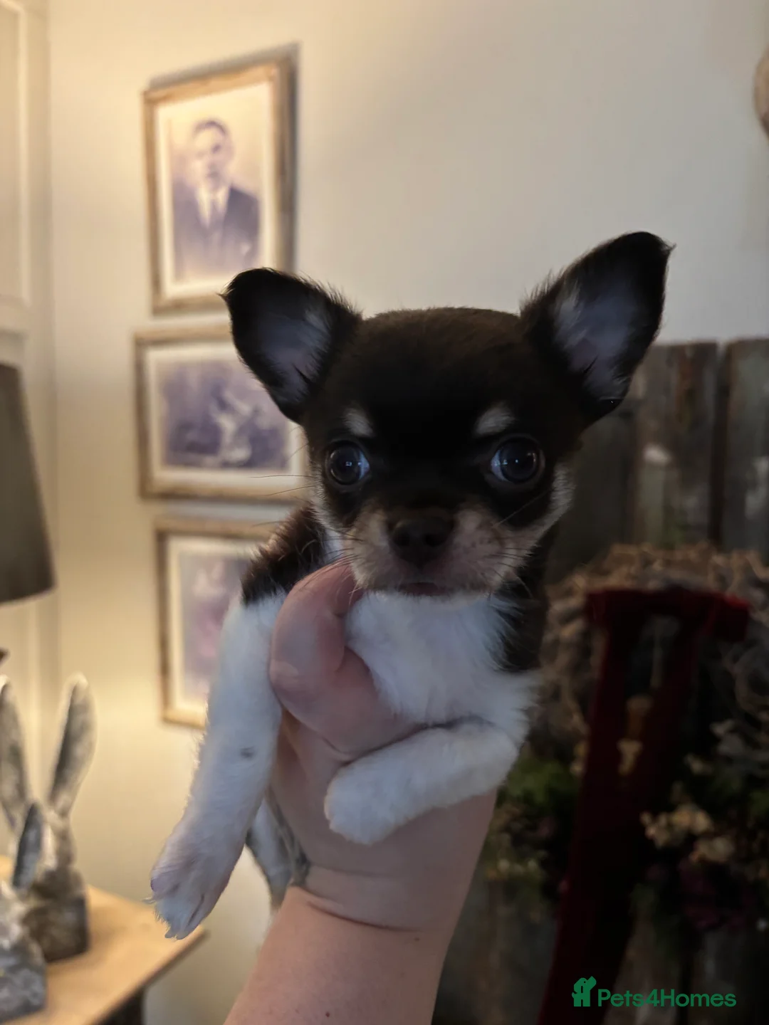 Chihuahua dogs for sale: Chocolate chihuahua boys ready now  - Advert 10