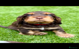 Cocker Spaniel dogs for sale: Quality English Show Cocker Spaniels (Serci Lines) - Image 1