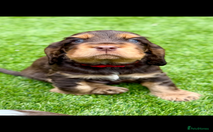 Cocker Spaniel dogs - Advert 3