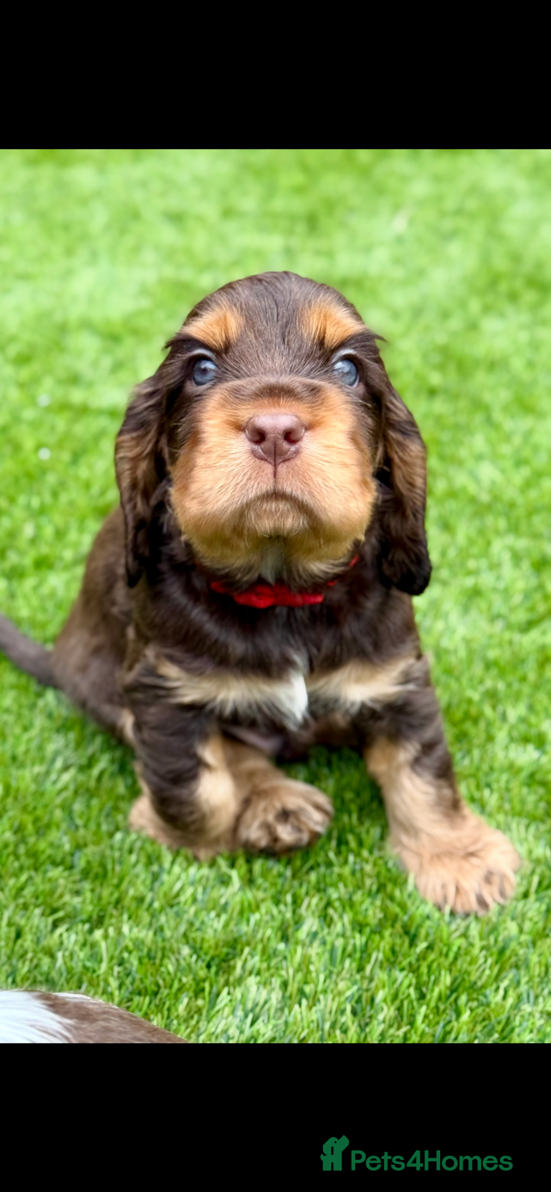 Cocker Spaniel dogs for sale: Quality English Show Cocker Spaniels (Serci Lines) - Image 1