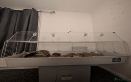 Guinea Pig rodents for sale: Two male guinea pigs free to a good, loving home. - Image 4