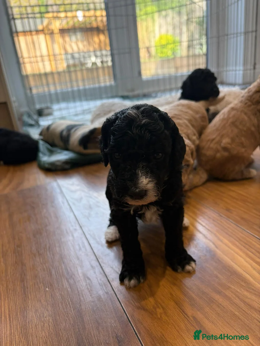 Mixed Breed dogs for sale: Sheepadoddle Puppies - Advert 13