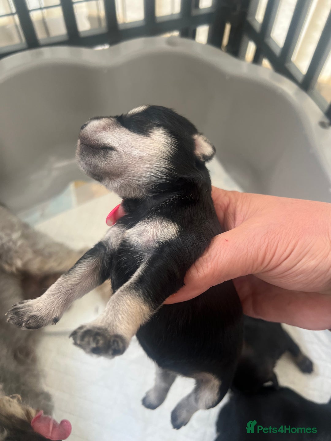 Miniature Schnauzer dogs for sale: 🐾🐶Schnauzer/Schnoodles🐶🐾 - Image 2