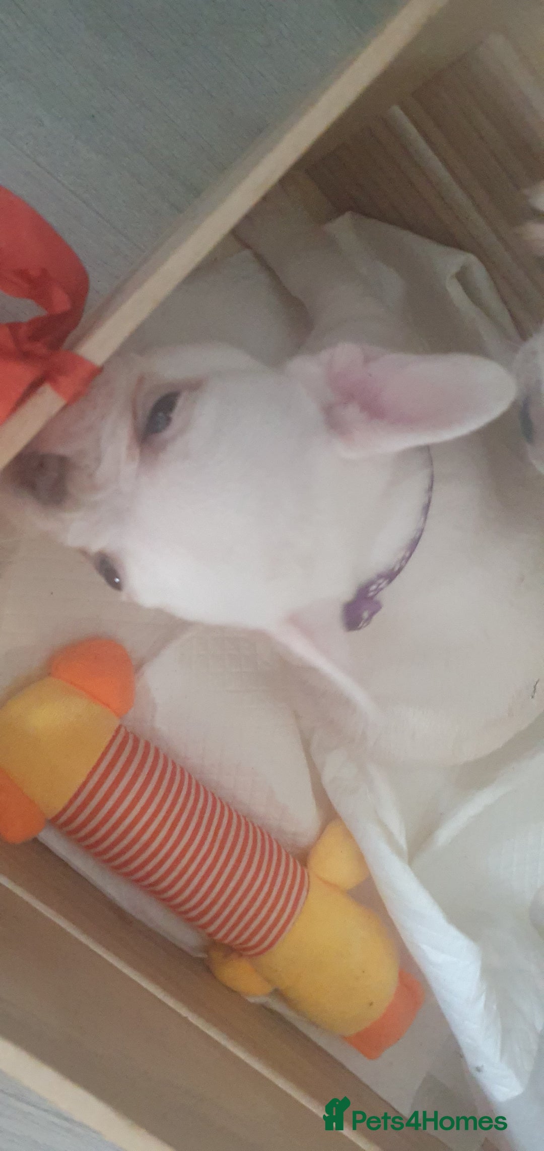 French Bulldog dogs for sale: Lovley frenchie puppies  - Image 5