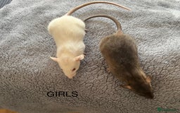 Rat rodents for sale: Baby dumbo rats for sale - Image 9