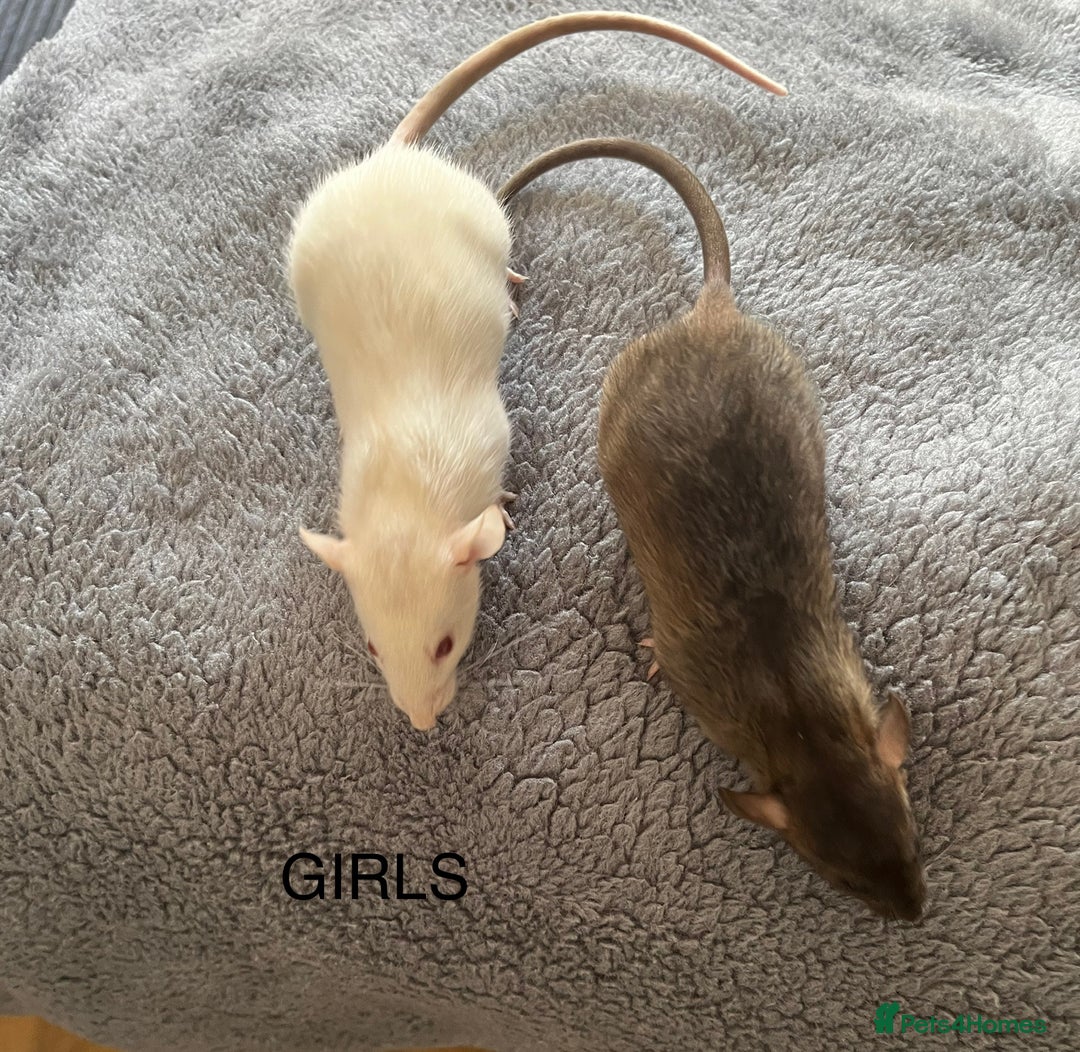 Rat rodents for sale: Baby dumbo rats for sale - Image 9