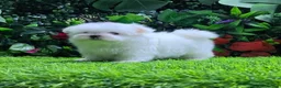 Maltese dogs for sale: Korean Maltese puppies  in London - Advert 5
