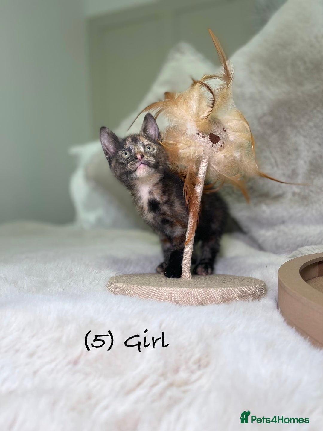 Mixed Breed cats for sale: Stunning kittens 8 weeks old ready now  - Advert 19