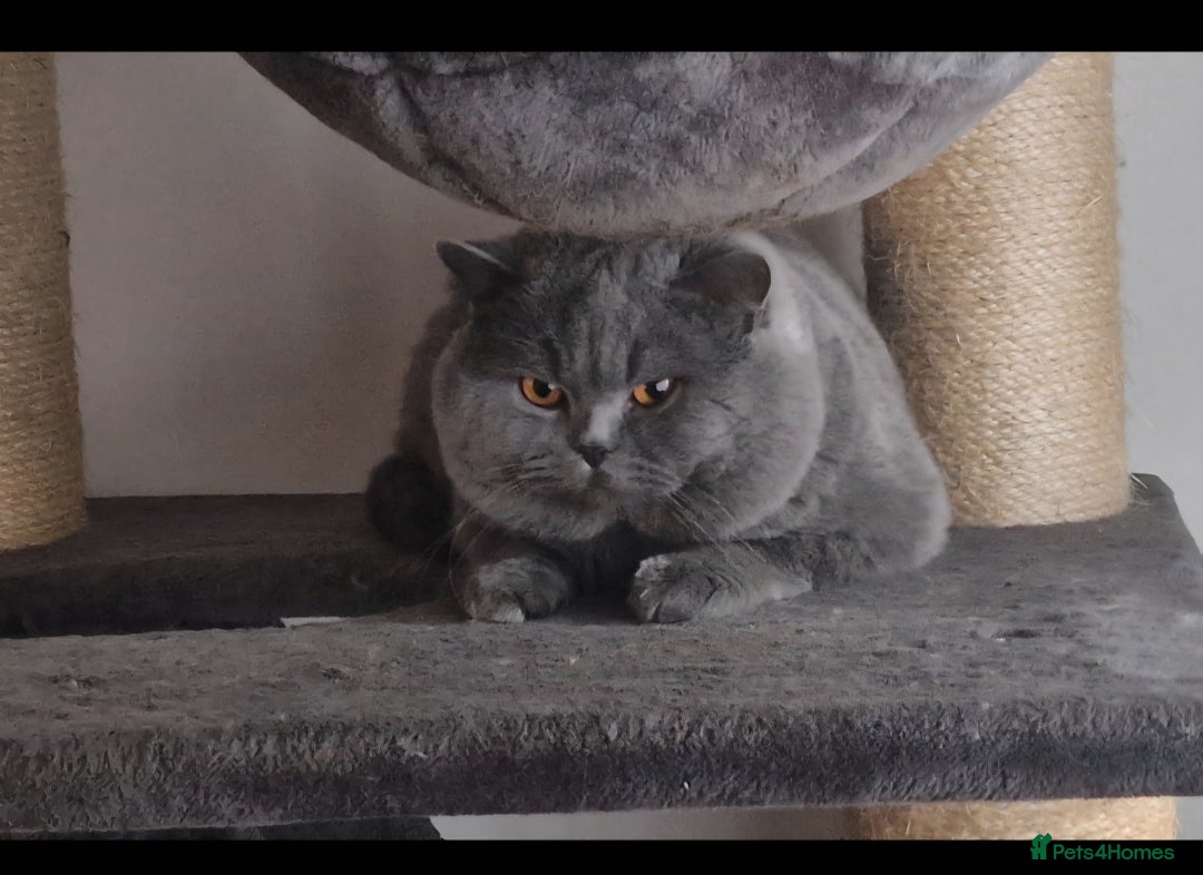 British Shorthair cats for sale: Tica Active registered Blue British Shorthair girl - Image 24