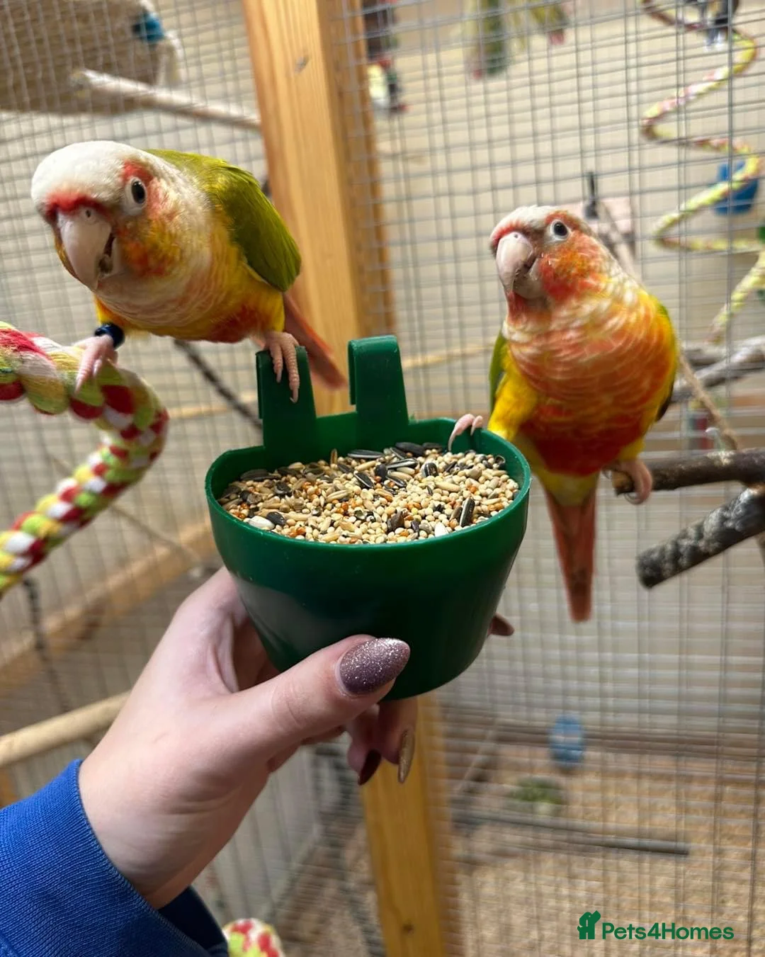 Conures birds for sale: Pair Pineapple Conure  in Southampton - Advert 1