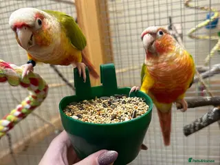 Conures birds Pair Pineapple Conure in Southampton - Advert 2