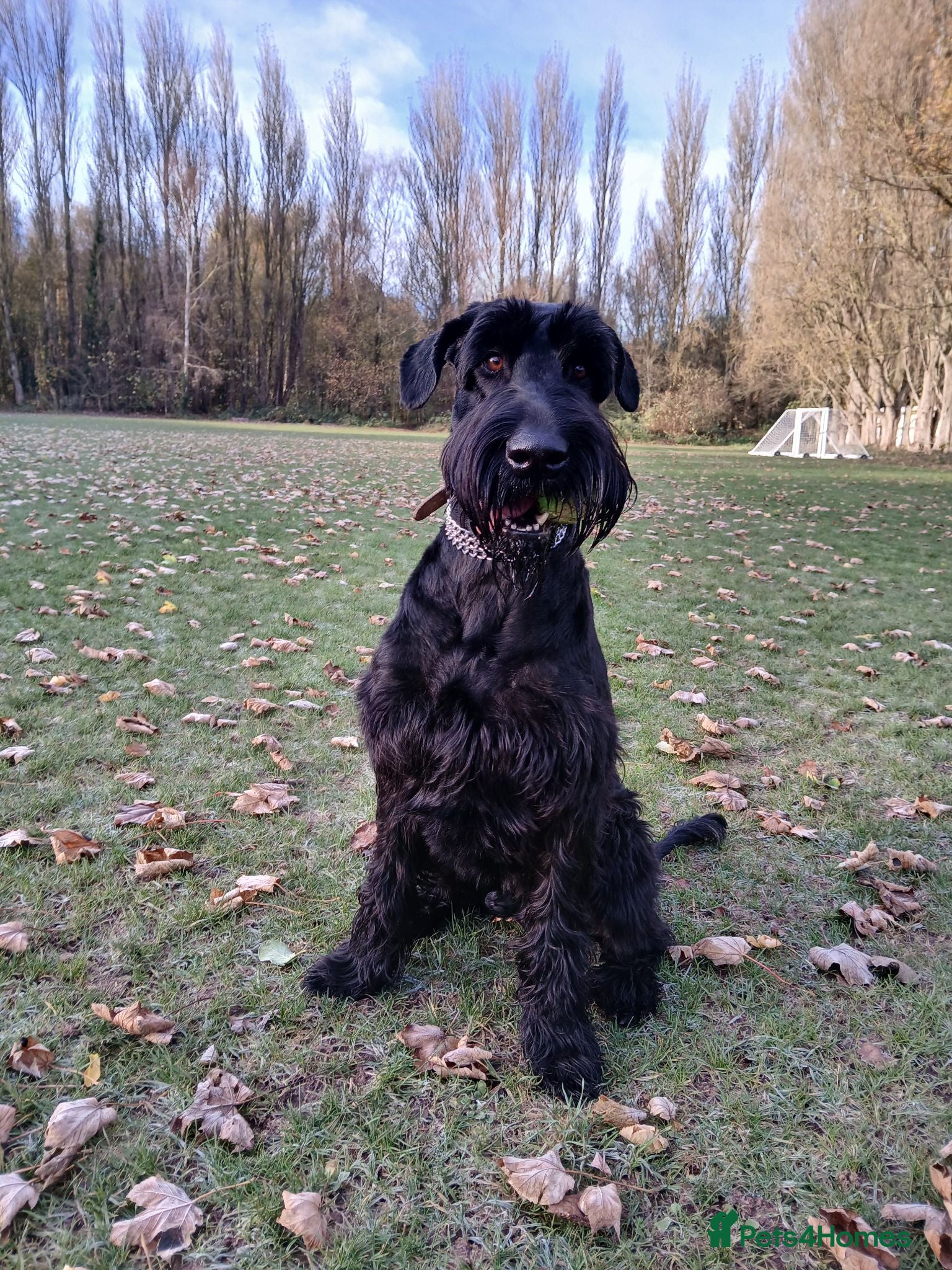 Giant Schnauzer dogs Giant Schnauzer for a stud - Advert 2
