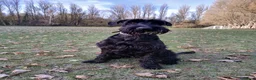 Giant Schnauzer dogs for stud: Giant Schnauzer for a stud in Boston - Advert 1