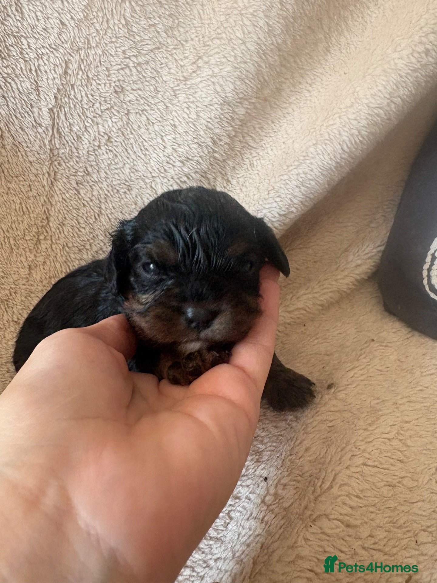 Cavalier King Charles Spaniel dogs for sale: Cavalier King Charles spaniel puppies - Advert 15