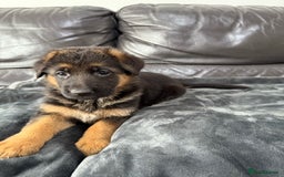 German Shepherd dogs for sale: TOP QUALITY SHOW LINES  - Image 10