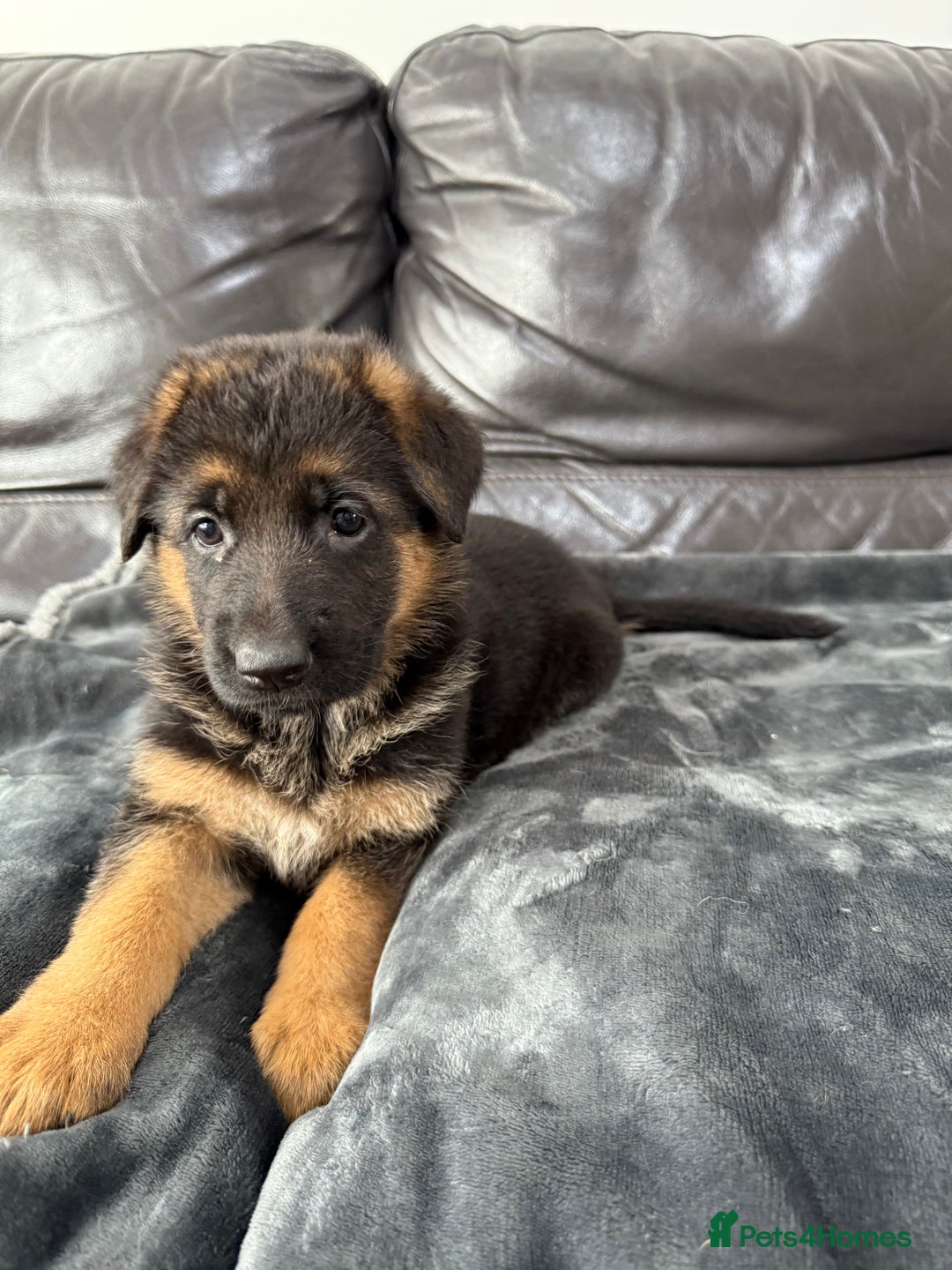 German Shepherd dogs for sale: TOP QUALITY SHOW LINES  - Image 10