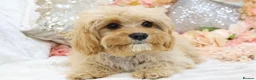 Cavapoo dogs for sale: *HEALTH TESTED*  F1 Cavapoos - Advert 9