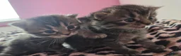 Perdoll cats for sale: Kittens  - Advert 3