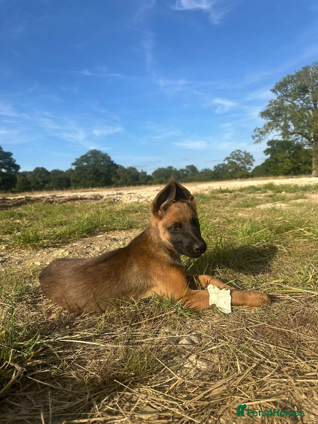 Mixed Breed dogs for sale: German shepherd x Belgian shepherd puppies - Image 19