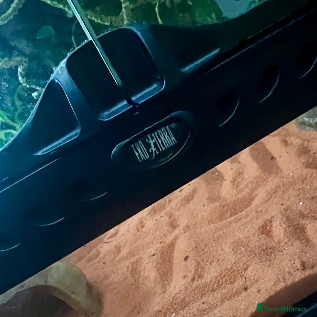 Leopard Gecko reptiles for sale: Leopard gecko & full set up exo terra 45x45x30cm.  - Image 6