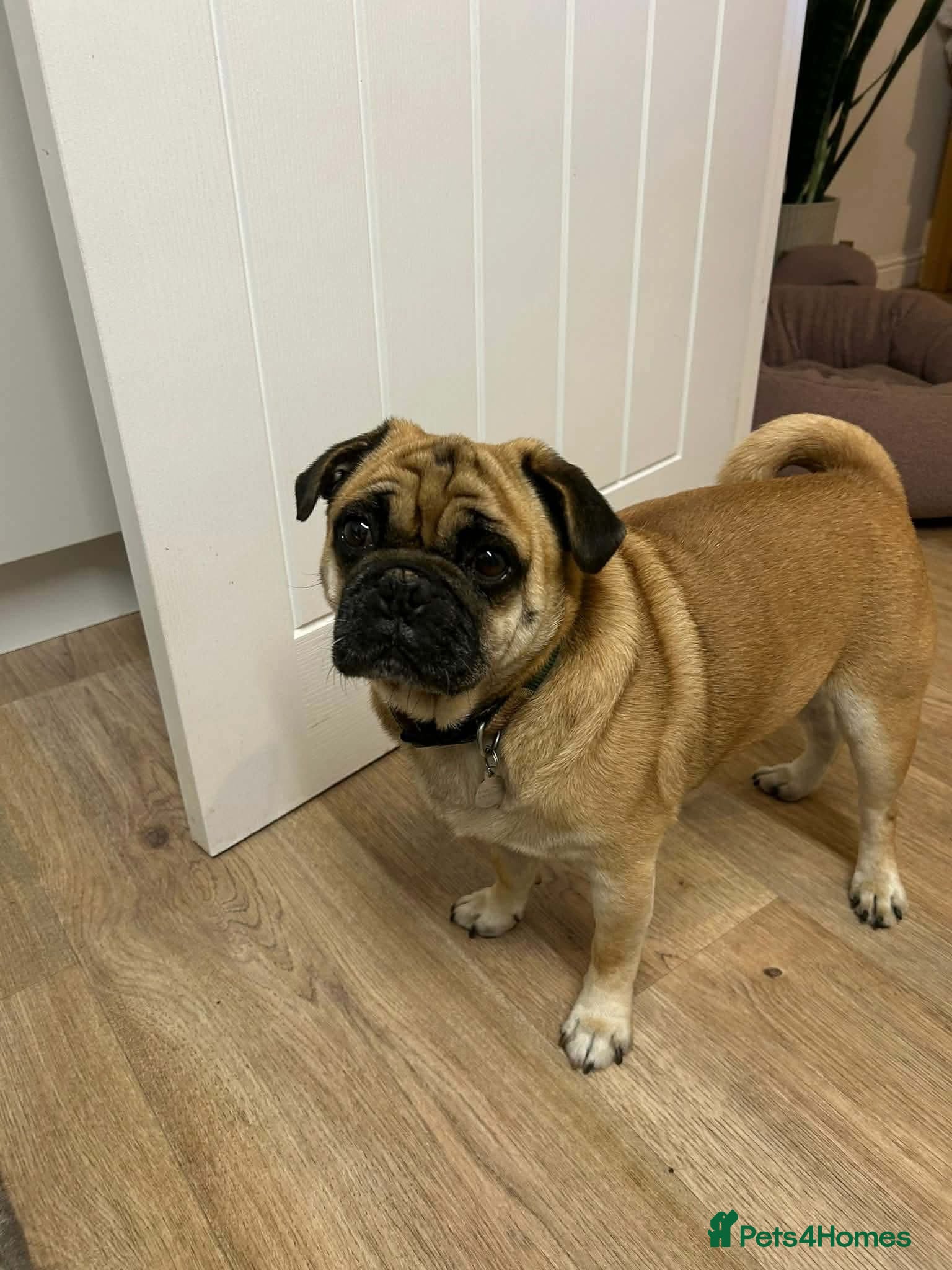 Jug dogs 💙 One Little Pug X, One Big Heart 💙 - Advert 1